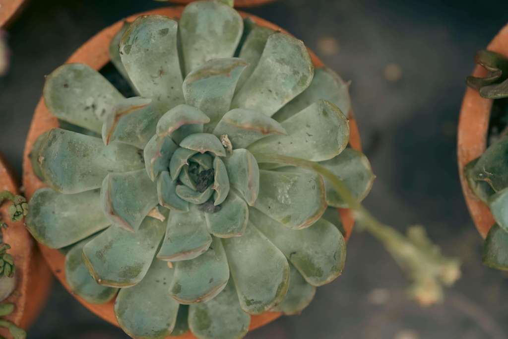 succulent | teen counselor lynn, ma | teen therapy lynn, ma | teen counseling lynn, ma | lynn, ma | winthrop, ma | saugus, ma A succulent growing in a terracotta pot. Discover how teen counseling in Lynn, MA can help your teen with anxiety, depression, self-doubt and more. Start working with a compassionate therapist today.